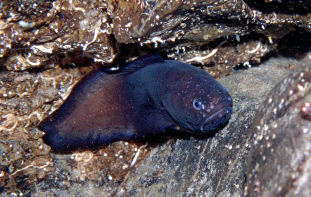 (Grammonus) Род ГРАММОНЫ 10 видов